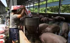 Các tỉnh phía Nam khẩn trương dập dịch tả lợn châu Phi