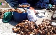 Xác minh, làm rõ nhóm người ném đá làm 1.200 con gà chết