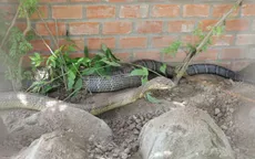 An Giang nghiên cứu phương án xử lý cặp rắn hổ mây