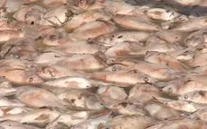 Người dân khóc ròng khi cá chết hàng loạt trên sông La Ngà