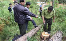 Lâm Đồng: 90.000ha rừng bị chặt phá trong hơn 5 năm trở lại đây