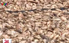 Điệp khúc cá chết lặp lại trên sông La Ngà, người dân treo biển bán bè