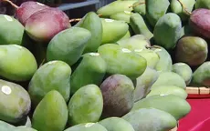 Xoài Yên Châu (Sơn La) hấp dẫn người tiêu dùng