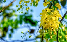 Rực vàng hoa Muồng hoàng yến ven Hồ Tây