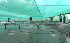Thu tiền tỷ từ nuôi tôm nhiều giai đoạn