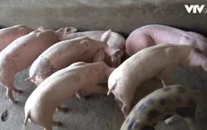 Nhiều người dân chưa nắm rõ thông tin về dịch tả lợn châu Phi