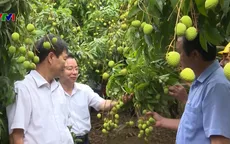 Bắc Giang thúc đẩy tiêu thụ vải thiều