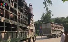 Đà Nẵng tích cực ngăn chặn dịch tả lợn châu Phi