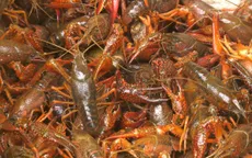 ĐBSCL tăng cường kiểm soát tôm càng đỏ