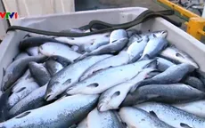 Cá hồi chết hàng loạt tại Na Uy
