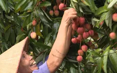 Vải thiều Lục Ngạn được cấp mã số vùng trồng và tem xuất khẩu