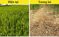 10 loại thực phẩm có nguy cơ “tuyệt chủng” vì biến đổi khí hậu