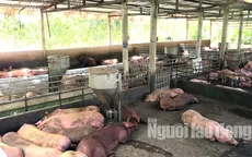 Hậu Giang hỗ trợ người chăn nuôi có lợn bị dịch bệnh tả châu Phi