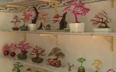 Độc đáo Bonsai làm từ dây đồng