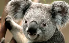 Chỉ còn dưới 80.000 cá thể gấu Koala trên khắp thế giới