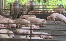 Nước mắt người nuôi heo