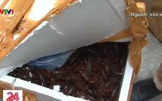 Bắt giữ gần 50kg tôm hùm đất nhập lậu từ Trung Quốc