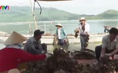 Nhộn nhịp mùa thu hoạch hàu ở Lăng Cô