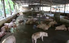 Bình Dương phát hiện 7 ổ dịch tả lợn châu Phi