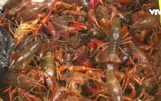 Ngăn chặn tôm hùm đất tràn về ĐBSCL