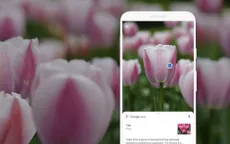 Google Lens cập nhật bộ lọc ảnh mới trên Android và iOS
