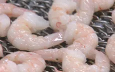 Phát hiện cocaine trong tôm tại Anh