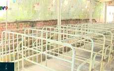 Dịch tả lợn châu Phi diễn biến phức tạp, hộ nuôi không dám tái đàn