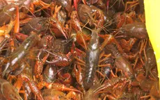 Quảng Ninh: Xử phạt 2 cửa hàng kinh doanh tôm càng đỏ