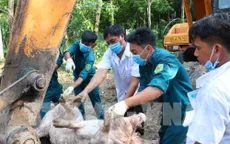 Xuất hiện ổ dịch tả lợn châu Phi đầu tiên ở Đăk Lăk