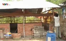 Đồng Tháp hỗ trợ người dân có heo bị tiêu hủy do dịch tả heo châu Phi