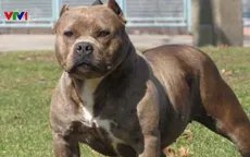 Đặc điểm và tính cách giống chó Pitbull