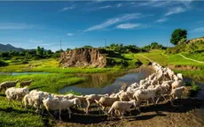 Buổi sáng ở đồng cừu An Hòa, Ninh Thuận