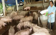Lâm Đồng khống chế thành công dịch bệnh trên đàn lợn