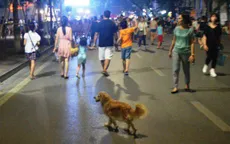 Làm thế nào để nuôi chó an toàn?