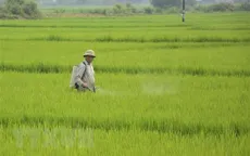 Thái Bình: Tạm hoãn các cuộc họp để cứu lúa