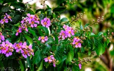 Hà Nội mùa hoa Tháng 5