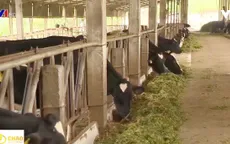Xuất khẩu sữa chính ngạch: Các vùng chăn nuôi đáp ứng thị trường như thế nào?