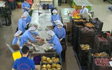Rau Đà Lạt tăng giá mạnh do thiếu hụt nguồn cung hàng