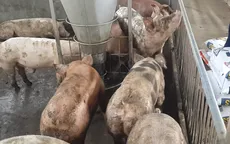 Khẩn trương dập dịch tả lợn châu Phi tại Đồng Nai