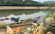 Tấp nập mua bán nông sản trên dòng Vu Gia