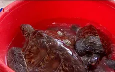 Phú Yên thả hai cá thể rùa quý hiếm về biển