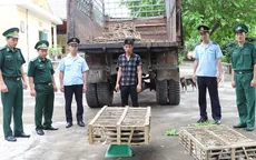 Bắt giữ hơn 400 kg mèo nhập lậu tại Quảng Ninh