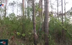 Điều tra vụ đầu độc rừng thông tại Lâm Đồng