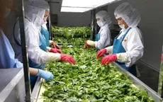 Rau, thanh long Việt Nam bị Nhật Bản áp lệnh kiểm tra