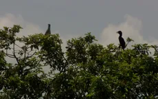 Vĩnh Long: Vườn chim có nguy cơ bị xóa sổ vì nạn săn bắt trộm