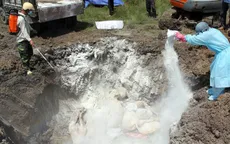 Hà Nội khó huy động lực lượng tiêu hủy lợn mắc dịch tả châu Phi