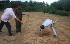 Vườn điều 1.000 cây thành bãi đất trống sau 2 lần bị kẻ gian phá hoại
