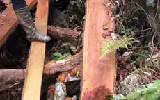 Bắc Kạn: Gần 50 cây gỗ nghiến quý hiếm bị chặt hạ