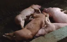 Dịch tả lợn châu Phi lây lan toàn TP. Cần Thơ
