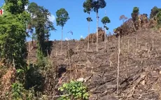 Hàng chục ha rừng bị tận diệt để lấy đất trồng keo